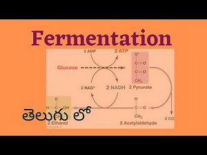 Fermentation class in telugu intraduction class....