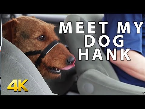 Meet My Dog Hank! Beautiful friendly Airedale Terrier in 4K!
