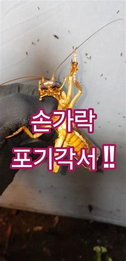 The powerful jaws that can even cut wires~!! The king of the togons, Riok, with outstanding attac...