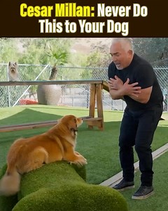 Cesar Millan, legendary Dog Behaviorist, has a simple method that gives your dog EVERYTHING they need for a happy, healthy life. When dog parents tried Cesar’s simple method, they flooded the comments with transformational experiences: •“She runs and sprints like a puppy” •“It’s amazing the changes in their behavior and energy levels” •“She has great energy, her poops are solid and not stinky” •“She’s 8 and we get compliments all the time on her high energy level” •“Incredible changes in both do