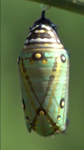 Metamorphosis in Motion 🐛✨ | Monarch Caterpillar Becomes a Chrysalis