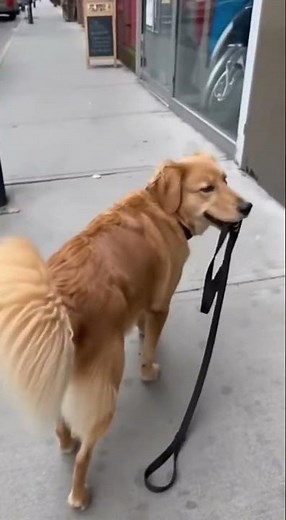 Smart Dog :) #dog #funny #shorts #memes