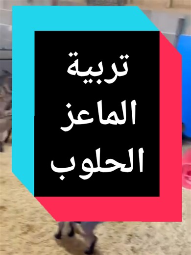 #creatorsearchinsights أفضل مشروع في الجزائر 🇩🇿 #المزرعة_الحيوية_الخضراء #أزولا_الغرب_Azolla_West #kada_nedder #fyp