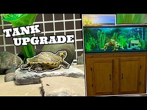 How to keep outdoor goldfish over winter?