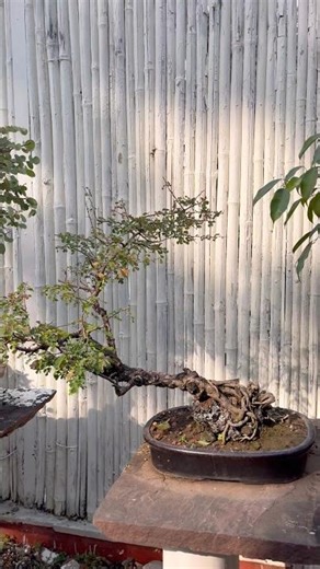 Slanting style bonsai 😍😍