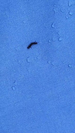 the earwig song. inspired by actual events. #earwig