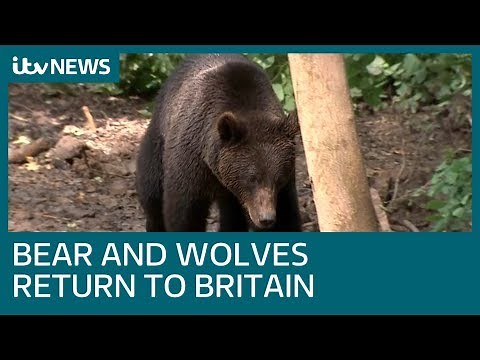 Bears and wolves to be reintroduced to woods near Bristol in pioneering project | ITV News