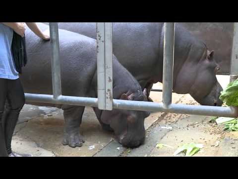 Hippo Encounter at the L.A. Zoo