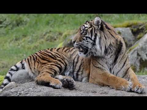 Jungle Tiger Territory | Rare Wildlife Footage