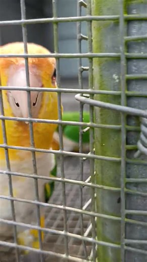 15K views · 362 reactions | 懶 White-Bellied Caique Facts 列 ✨...