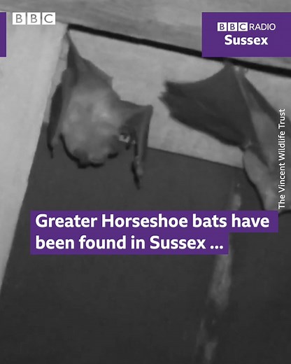 Bat’s unusual! 🦇 Britain’s rarest species of bat - the Greater Horseshoe bats have been found breeding in a derelict stables in West Sussex. It’s the first time they’ve been found in the county for 100 years! 😮 | BBC Sussex