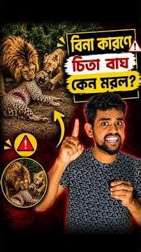 Why Did the Cheetah Die for No Reason?