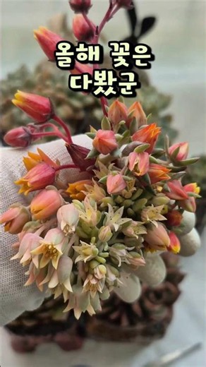 꽃대 자르기 #예쁜다육 #다육이​ #succulent #다육이키우기​ #plants #다육이꽃대