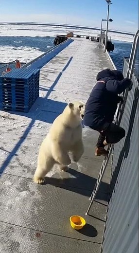 Polar Bear bursts onto the ice pier, blocking the only ladder back #polarbear