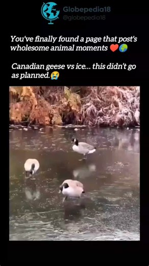 GlobePedia on Instagram: "Follow @globepedia18 for more wholesome animal moments ❤️🌍 Watching Canadian geese walk on frozen lakes looks chaotic—but it’s actually pure biology at work 🧊🪶 Their feet don’t freeze or stick because of a smart system called counter-current heat exchange. Warm blood heading to the feet runs right next to cold blood coming back, transferring heat before it ever reaches the ice. Result? Warm body, feet just above freezing. Their toes also lock in place using special f