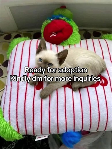 “Say hello to Nala 🐱✨ This adorable Siamese baby is ready for adoption and can’t wait for a loving home ❤️ #siamesekitten #catsoftiktok #kittenlove #siamesecatlover #petsoftiktok ”