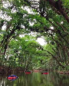 ⏸🌳Unmute this and pause for a moment to soak up the sounds of the oldest rainforest on earth 🥰 How many times did you watch this loop? 😍✨ Back Country Bliss Adventures really sums up what you'll experience in their name, a blissful adventure exploring ancient land and culture - and honestly take us there now 🤩 Ready to run-away to the Daintree Rainforest in Explore Tropical North Queensland? 👉 Read our reasons of why this should be on your must-visit list - https://bit.ly/3nRVgwX | Visit Qu