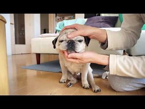 変顔のパグ！パグのしわを掃除しよう！Pug
