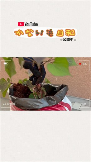 【袋栽培】ショートVer.順調なのに1株抜きました《ロングver.は「かないも日和」から》