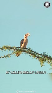 Today's featured creature: Dwarf Mongoose The common dwarf mongoose is a mongoose species native to Angola, northern Namibia, KwaZulu-Natal in South Africa, Zambia and East Africa. It is part of the genus Helogale, along with the Ethiopian dwarf mongoose. (Wikipedia) 🎥 👇🏽 @1minuteanimals IG | Angry Trini