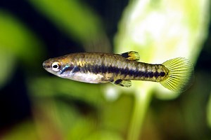 Least Killifish 101: Care, Diet, Tank Size, Tank Mates & More - Aquarium Part