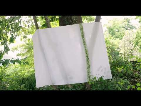 GIUSEPPE PENONE - Ephemeris [Forest Green] - 2022