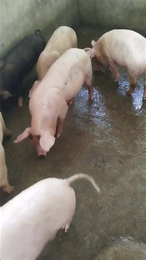 MALULUSOG SILA, 2 weeks after walay #backyardfarming #piggy #pigfeed #farming101 #shorts