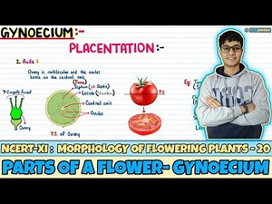 Morphology of Flowering Plants| Lec 20- Parts of a Flower: Gynoecium| Class 11| NEET| Neetology