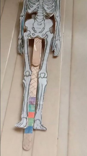 How to make a science project for class 5 skeleton