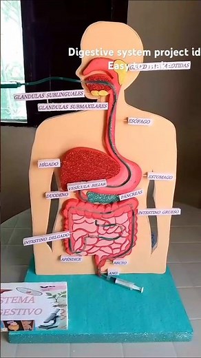 Digestive system project idea for school exhibition #newideas #project #science #zoology
