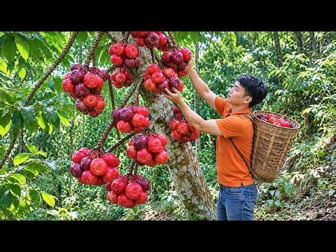 Challenge: Harvesting 30 Kinds of Wild Forest Fruits to Sell at the Market | Mr. Tính Harvesting