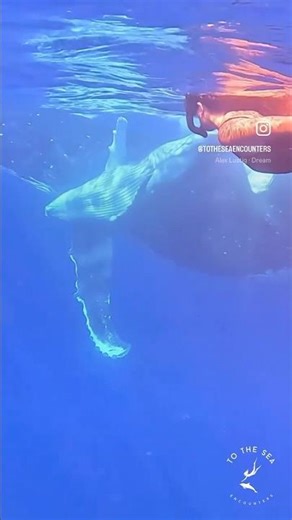 Swim with Whales and Dolphins in the Pacific islands! Are you coming?