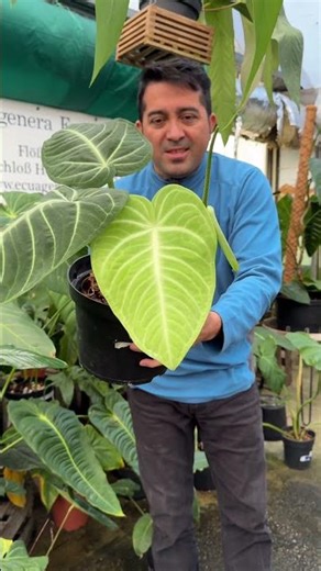 Anthurium villenaorum growing really great, as the leaves grow the plant looks very attractive