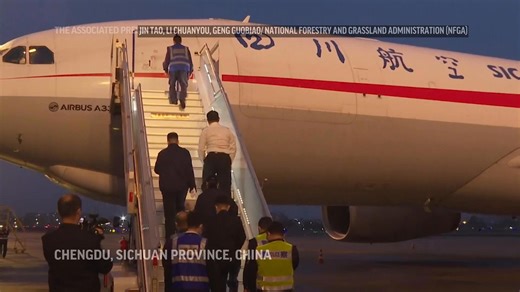 South Korea-born giant Panda Fu Bao returns to China