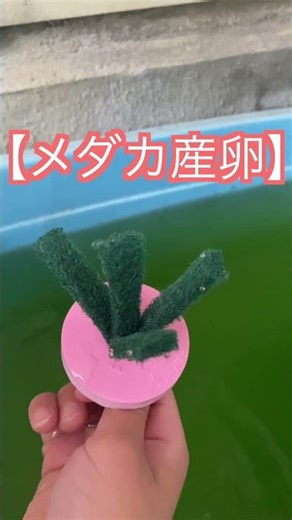 【なぜ？】みゆきメダカ産卵ゼロ…楊貴妃は爆産中の謎#メダカ #みゆきメダカ #楊貴妃メダカ #メダカ飼育 #産卵 #アクアリウム #ビオトープ