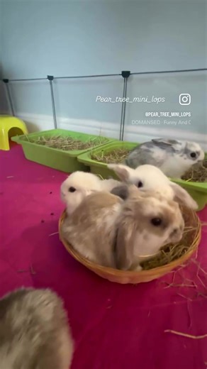 Just chilling eating hay; we just all want the same piece!🤣🤦🏼‍♀️🐰 #bunny #rabbit #furbaby #minilop #pet