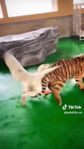 Tiger Vomits in Pool: Shocking Wildlife Moment