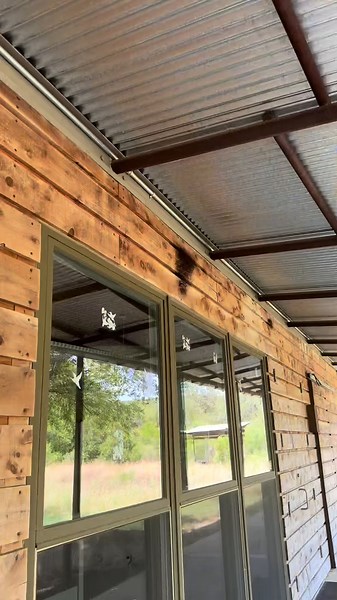 Ceiling Infestation: Thousands of Spiders Take Over - Terrifying Reaction!