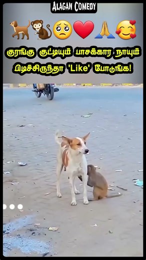 Unbelievable Bonding! 😲 நாய் பாலில் வளரும் குரங்கு குட்டி! #Humanity #babymonkey #animalvideos