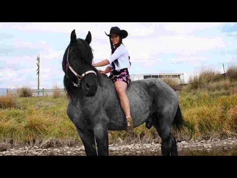 Hal the Blue Roan Percheron Stallion and Creed's Horse Breeding Farm