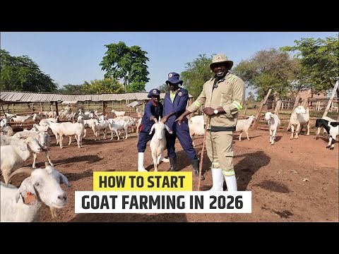 Things You Should Know Before Starting a Goat Farm - How To Start a Goat Farm In 2026