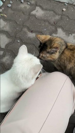 🐈 Soft paws, tiny meows & cozy cat moments Kitty Meow World — your daily dose of cute kittens