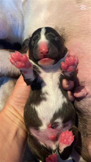 ✨RAMBO DE COSTA CABANA BULL ✨Chimera Bull's ✨& YABBA DABBA DOO BETTY Gemma Gemmarum (fci) | Anna Biernaczyk