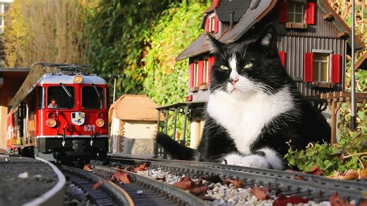 『猫咪与花园铁道♪』梦想中的迷你小镇/阿尔卑斯香草列车专线/德国微缩模型世界 Gartenbahn (带您游览夏秋里最美的欧陆风景)