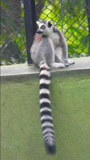 Lemur Legends: The Ring-Tailed Clan