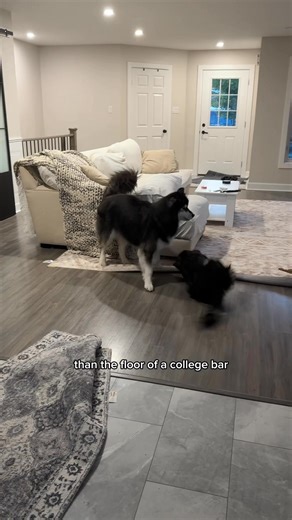 296K views · 11K reactions | so…do I get my dogs dog a dog?? 樂 #husky #funnydogs #dogvideos | Levi the Husky Rescue | Facebook