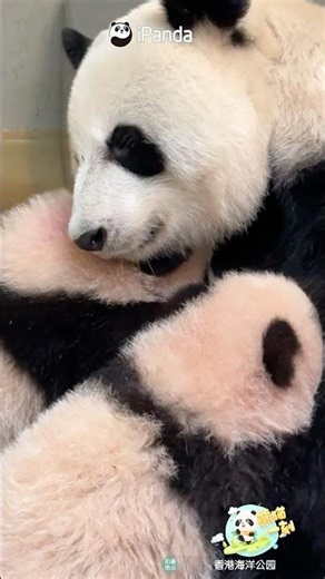 Just Look At Her Face... Every Parent Would Understand Her Immediately | iPanda #shorts #HKpanda
