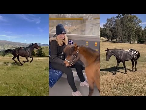 Horse Videos That Went Viral! #12