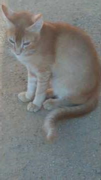 cute cat lovely moments😻 lovely mood🐈#cat videos #trending#shorts#viral #animal