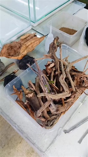 The making of a Bonsai for 2.5gal #QuickSilverAquayard | QuickSilver Aquayard | Facebook